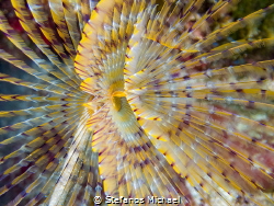 Mediterranean Sea Fan Worm - Sabella spallanzanii by Stefanos Michael 